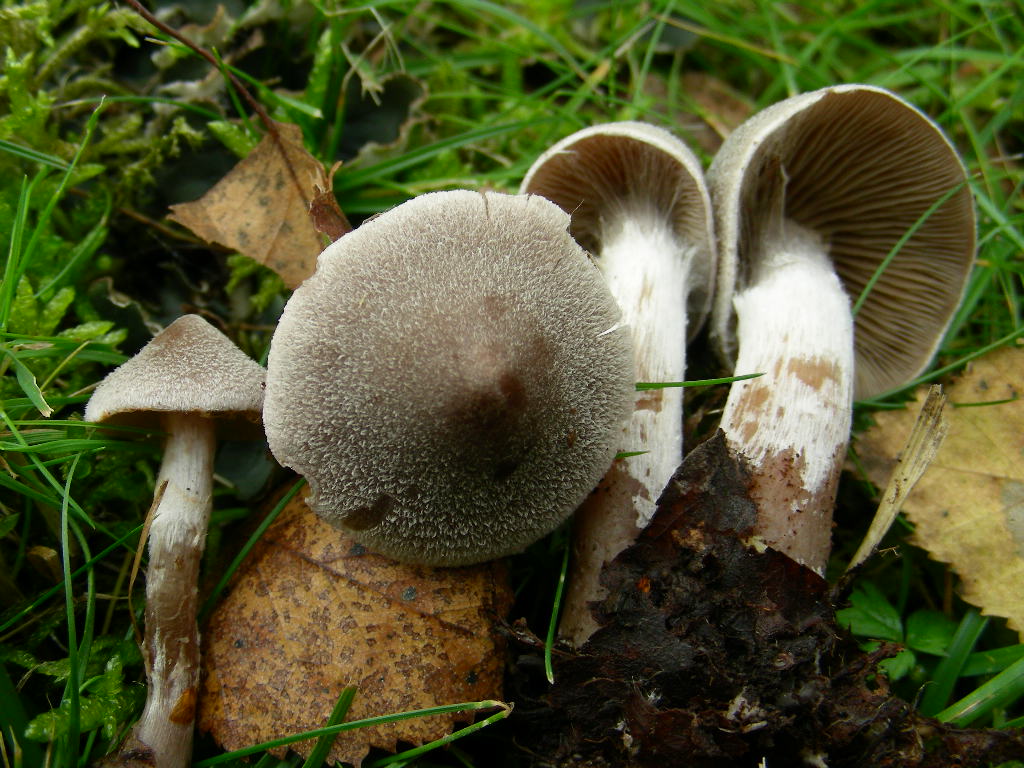 Cortinarius hemitrichus.